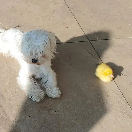 Karawankenblick 아파트 히머버그