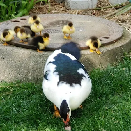 Karawankenblick 아파트