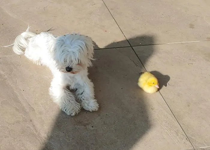 Karawankenblick 公寓 Himmelberg