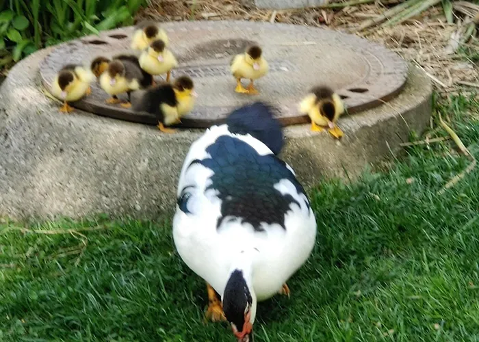 Karawankenblick 公寓